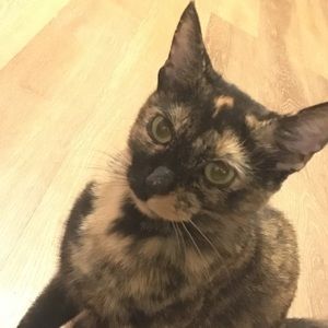 Meet your Posher, Ann